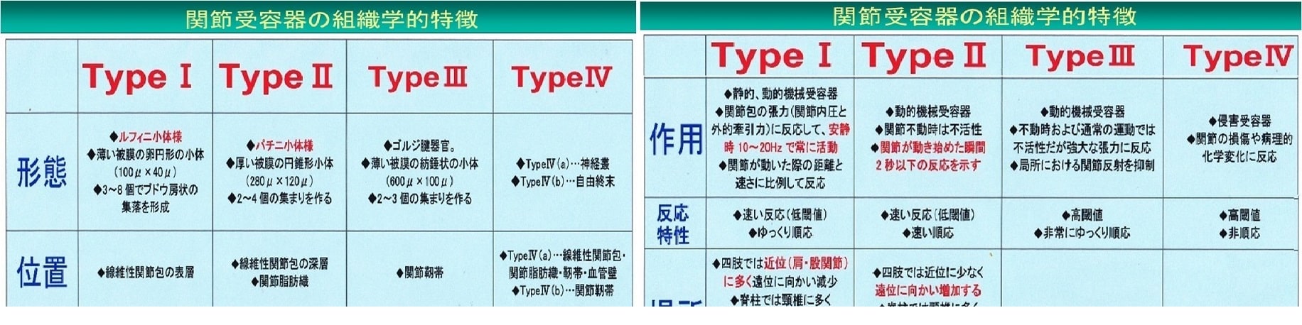 筋および受容器に対する治療的触察 ・ 刺激法 ＜ 体幹 ・ 頚部編